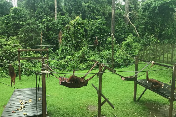 Sepilok Orang Utan & Bornean Sun Bear Centre with Sandakan City Tour with Lunch - Is $190.79 good value?