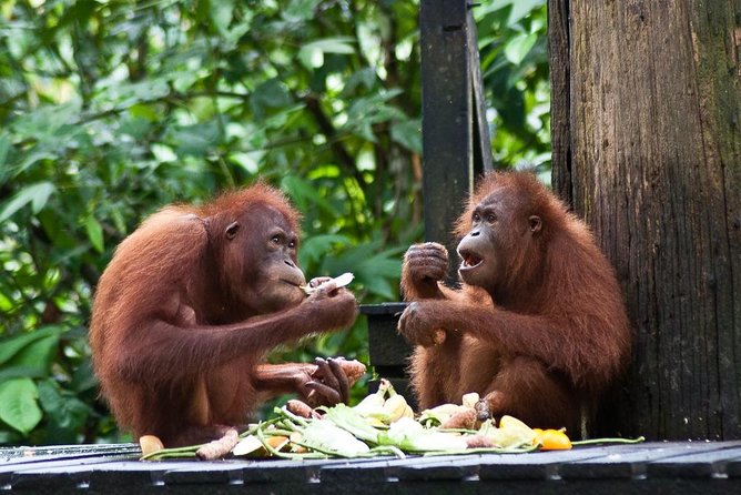 Sepilok Orang Utan, Sun Bear & Sandakan Nature City Tour + Lunch - Key points to know before booking