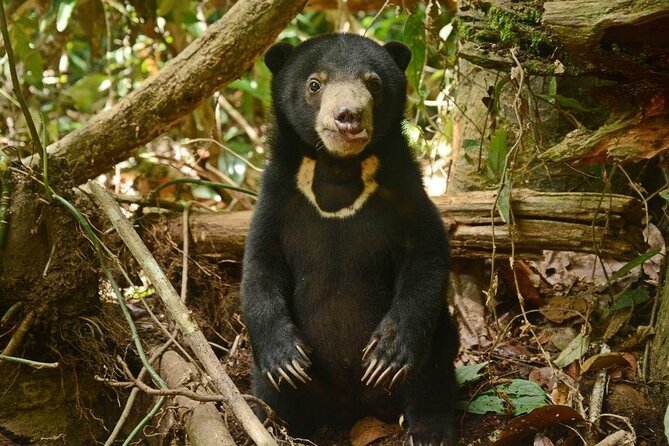 Sepilok Orang Utan, Sun Bear & Sandakan Nature City Tour + Lunch - Puu Jih Shih Temple and Sandakan Bay views