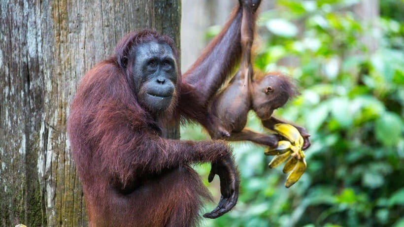 Sepilok Orangutan & Sun Bear Half-Day Tour | Sandakan - Why Sepilok makes a strong half-day from Sandakan