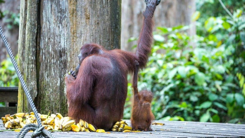 Sepilok Orangutan & Sun Bear Half-Day Tour | Sandakan - The ride from Sandakan to Sepilok