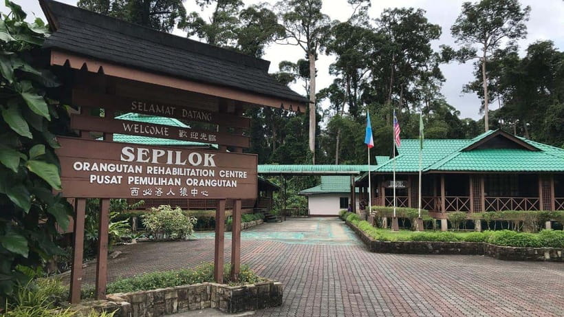 Sepilok Orangutan & Sun Bear Half-Day Tour | Sandakan - Feeding time at Sepilok