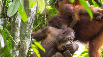 Sepilok Orangutan & Sun Bear Half-Day Tour | Sandakan