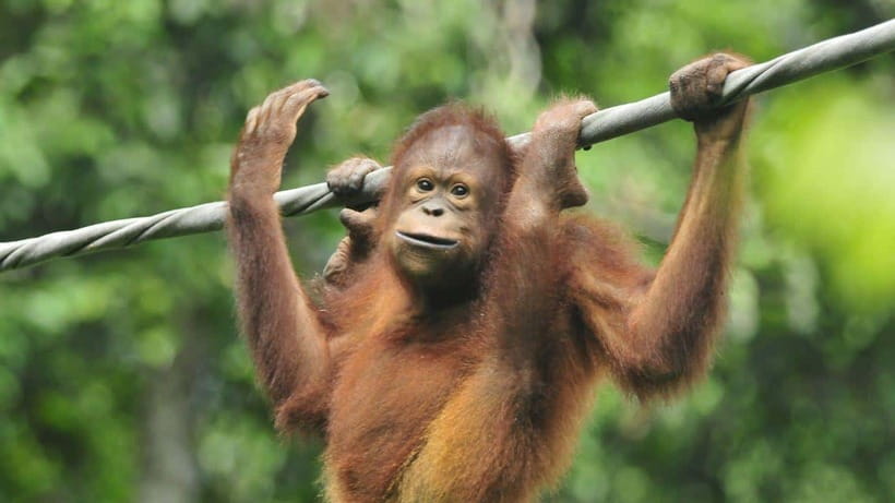 Sepilok Orangutan & Sun Bear Half-Day Tour | Sandakan - A short walk to the Bornean Sun Bear Conservation Centre