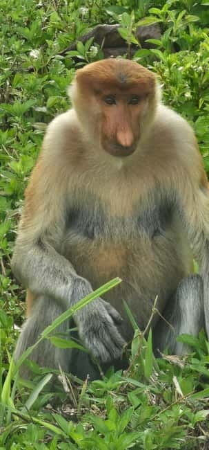 Sepilok OrangUtan, Sun Bear & Labuk Bay Full Day Trip - Key points at a glance