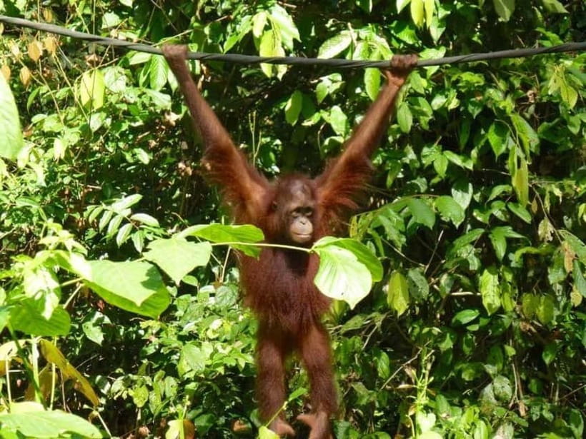 Sepilok OrangUtan, Sun Bear & Labuk Bay Full Day Trip - Sepilok at 10:00 AM: the day’s emotional high point