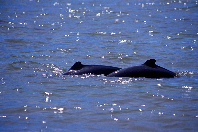 Shared Mangrove & Irrawaddy Dolphin Watching Cruise - From Kuching to Kampung Santubong