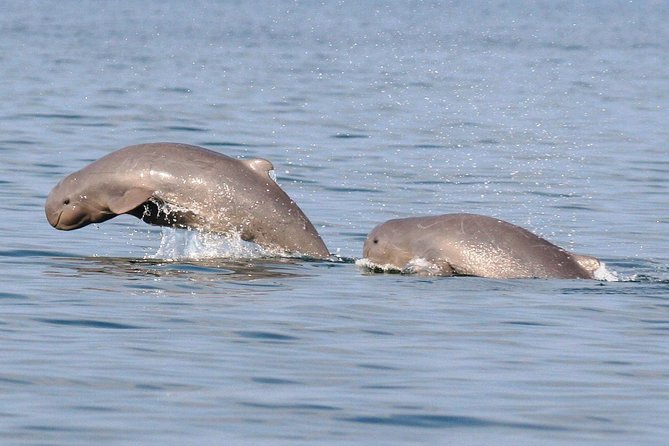 Shared Mangrove & Irrawaddy Dolphin Watching Cruise - The search for Irrawaddy dolphins