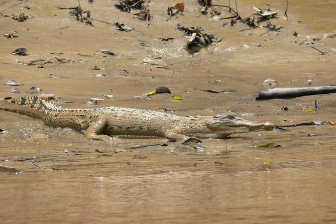Shared Mangrove & Irrawaddy Dolphin Watching Cruise - What the $71 price really covers