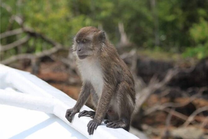 Sharing Half Day Mangrove Boat Tour With Lunch in Langkawi - Fish farm and floating restaurant
