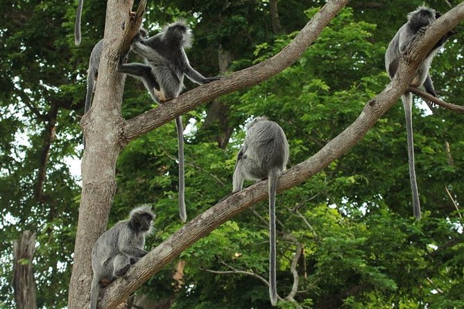 Silver Leaf Monkeys and Firefly Tour with Boat Ride and Seafood Dinner - From Kuala Lumpur to Bukit Melawati by late afternoon