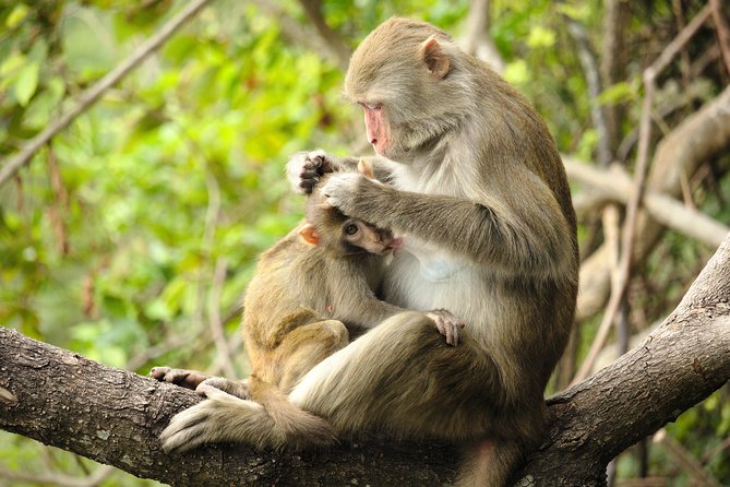 Silver Leaf Monkeys and Firefly Tour with Boat Ride and Seafood Dinner - A set seafood dinner in Kuala Selangor