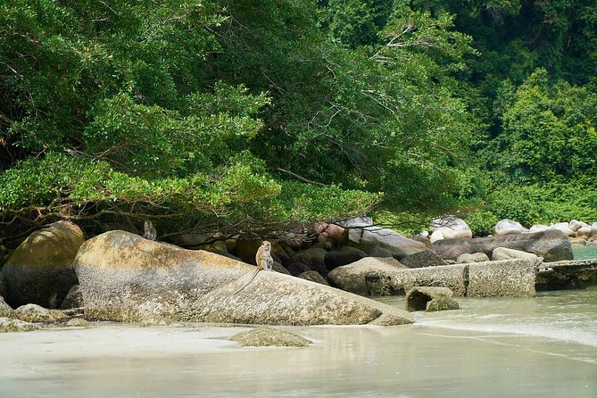 Silver Leaf Monkeys and Firefly Tour with Boat Ride and Seafood Dinner - Who will enjoy this evening most