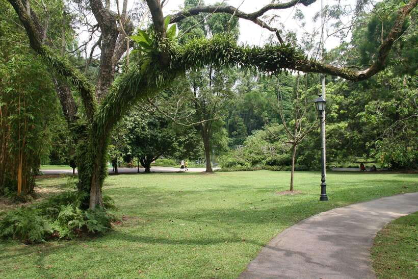 Singapore: Private Tour with a Local Guide - Southern Ridges and MacRitchie bring you into the trees