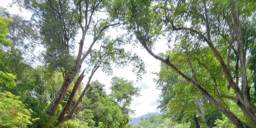 Sungai Berang Wildlife & Cultural Kayak Tour - A local meal at the campsite