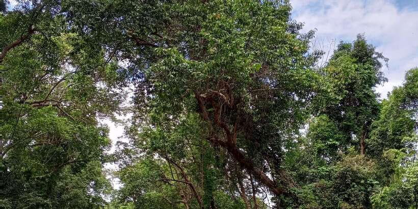 Sungai Berang Wildlife & Cultural Kayak Tour - Rain, river levels, and what to pack