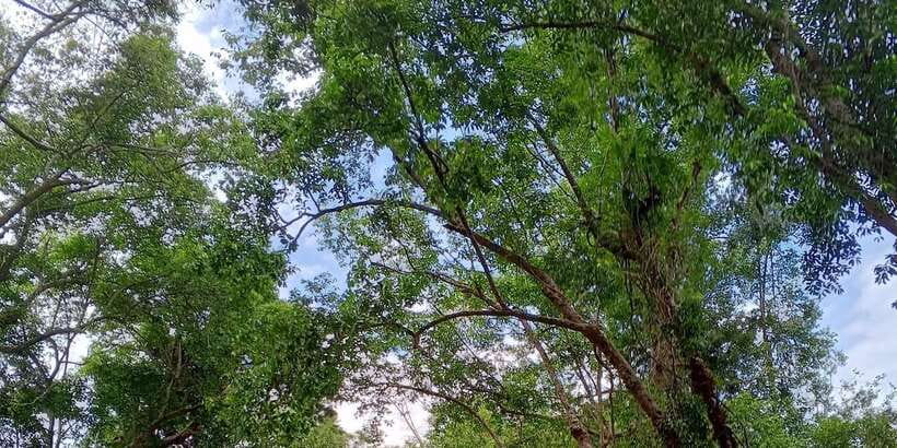 Sungai Berang Wildlife & Cultural Kayak Tour - FAQ