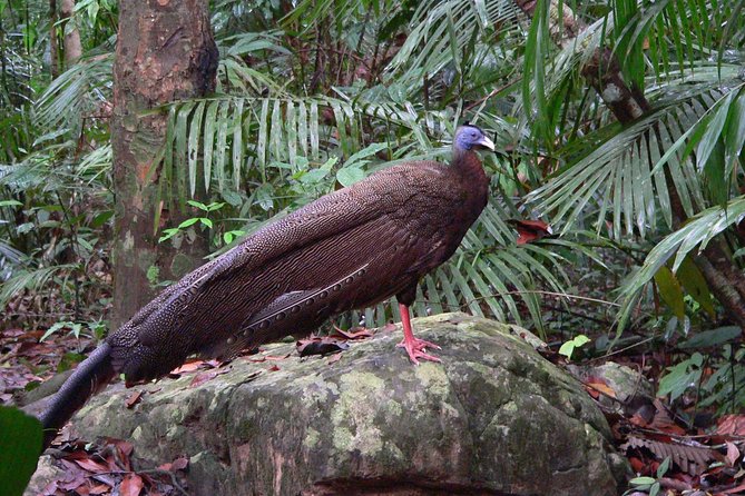 Taman Negara Day Tour with Canopy Walk - Seven rapids and an Orang Asli demonstration