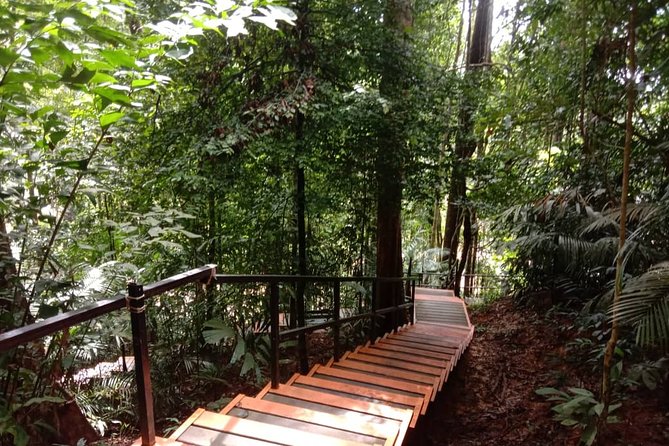Taman Negara National Park Day Tour (SIC - Join In Tour) - The Teresek Hill trek: stairs, roots, and a forest view