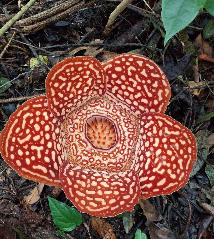 Tambunan: Rafflesia Flower Trekking with Rustic Lunch - Key points at a glance