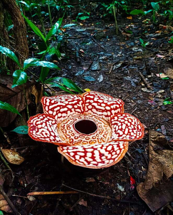 Tambunan: Rafflesia Flower Trekking with Rustic Lunch - The information stop before the forest