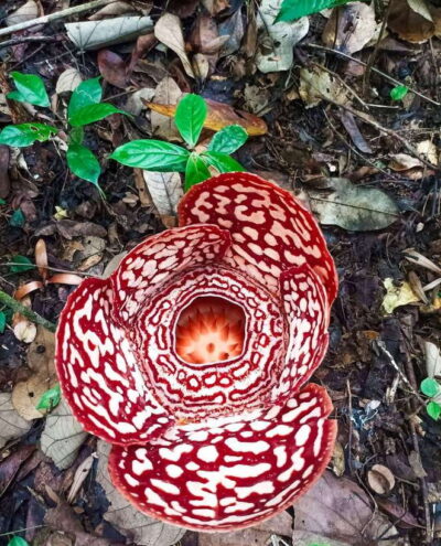 Rafflesia Flower Trekking with Rustic Lunch