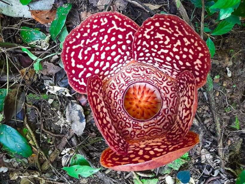 Tambunan: Rafflesia Flower Trekking with Rustic Lunch - The one-hour Tambunan trek