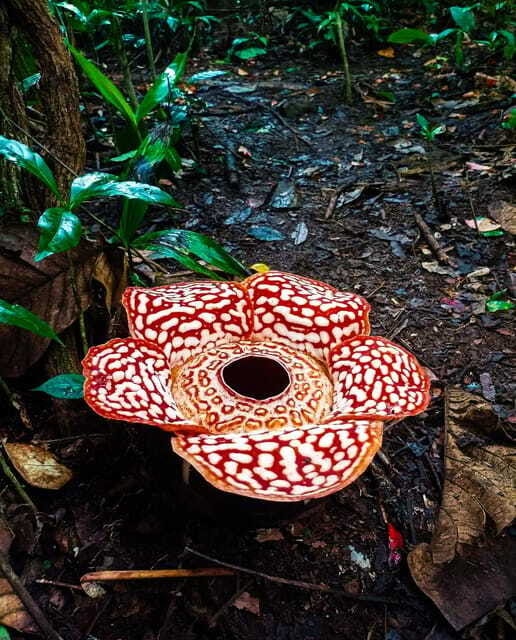 Tambunan: Rafflesia Flower Trekking with Rustic Lunch - What you are actually looking for