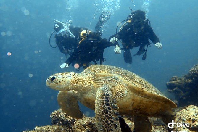 TRY SCUBA (non diver) - Key points to know before booking