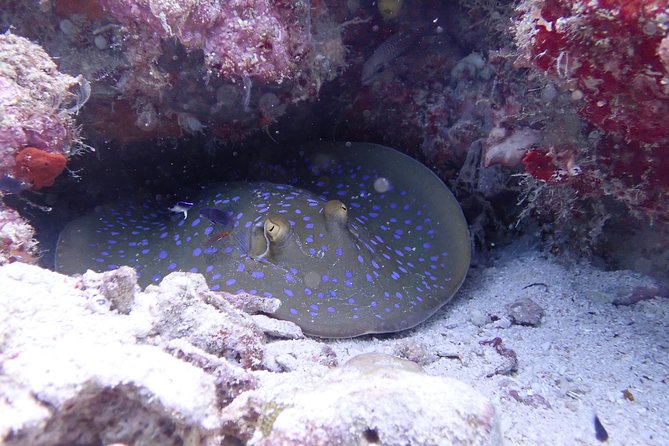 TRY SCUBA (non diver) - Learning the basics before entering the water