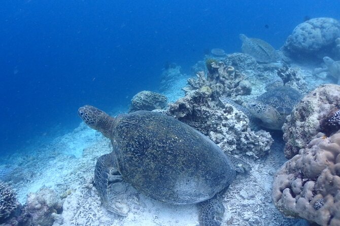 TRY SCUBA (non diver) - Safety, nerves, and the right level of confidence