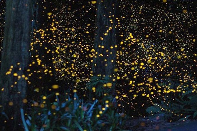 Twinkling Kuala Selangor Firefly Boat Tour from Kuala Lumpur - Seafood dinner at a fishing village