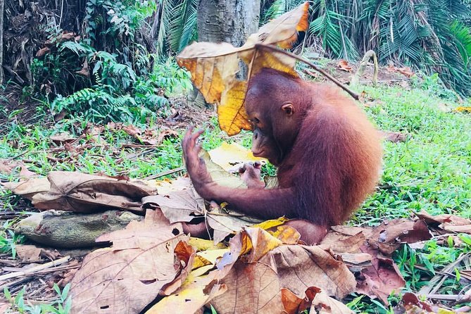Wildlife & Wonders: Orang Utan Island + Perak Cave Temple Tour - A cave temple near Ipoh with a 40-foot Buddha